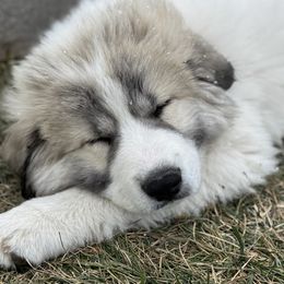 Great Pyrenees from Sapphire Valley Great Pyrenees