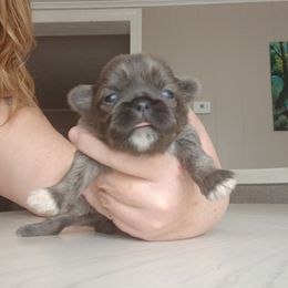 Brindly - Lilac male Shih Tzu puppy in Brodnax, Virginia from Kbsshihtzus