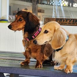 Dachshunds from Green Acres Dachshunds