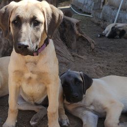 Lavender Collar Girl - Fawn Anatolian Shepherd Dog puppy in Willamina, Oregon from Maple Creek Farm
