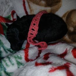 Baby Girl - Black female Poodle puppy in Templeton, Pennsylvania from Precious Poodle Babies