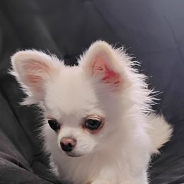 Jasmine - Chihuahua
