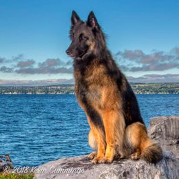 Belgian Tervuren All Grown Up from Coyote Run Tervuren