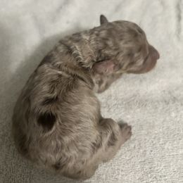 Biggie - Cream male Poodle puppy in Titus, Alabama from Paws & Kisses