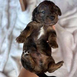 Grouse - Dapple male Dachshund puppy in Mc Alester, Oklahoma from A Anchor Farm
