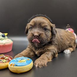 BonBon - Red sable female Havanese puppy in Marysville, Ohio from Sweet Confections Havanese