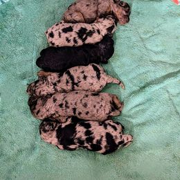 Aussiedoodle, Australian Shepherd, Bernedoodle, Cockapoo, and Poodle Puppies from Sis' Doodles & Poodles