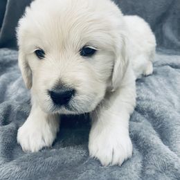 Golden Retriever Puppies from Valiant Goldens