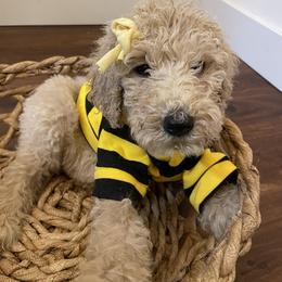 Summer - Apricot female Poodle puppy in Oak Glen, California from Coriander Pups