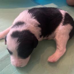 Valor - Black and white male Border Collie puppy in Salem, Oregon from Croisan Creek Border Collies