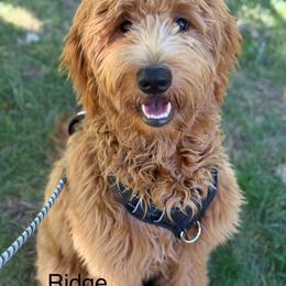 Goldendoodle All Grown Up from Lance Doodle Farm