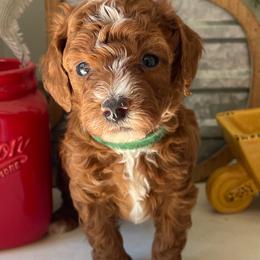 Lucky (Green Collar) - Red  male Poodle puppy in Ogden, Utah from Bells Poodles