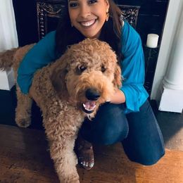 Goldendoodle All Grown Up from Simply Doodles LLC