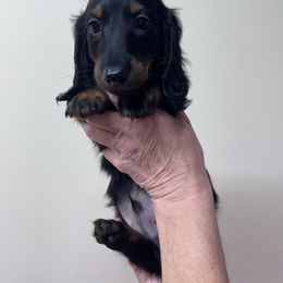 Boy 2 - Black and tan male Dachshund puppy in Gouverneur, New York from Dack Dachshunds