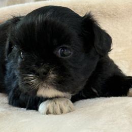 Midnight - Black and white female Shih Tzu puppy in Zephyrhills, Florida from Mary’s Shih Tzus