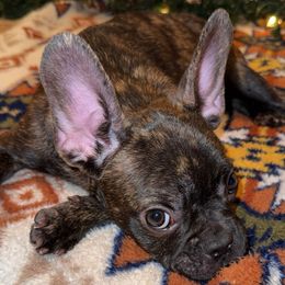 French Bulldog Puppies from Southern Class Frenchies