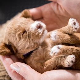 Australian Labradoodle and Labradoodle Puppies from Elite Blend Labradoodles