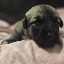 Anatolian Shepherd Dog Puppies from Florida Anatolian Shepherds