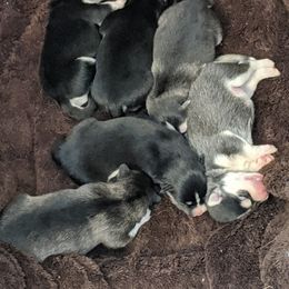 Pomsky Puppies from KP Pomskies LLC