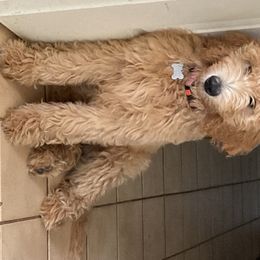 Goldendoodle Puppies from Dood Ranch Doodles