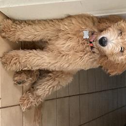 Goldendoodle Puppies from Dood Ranch Doodles