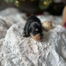 Green - Black and tan male Dachshund puppy in Casper, Wyoming from Daisy's Doxies & Doodles