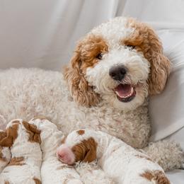 Juliette  - Goldendoodle