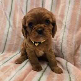 Patty - Ruby female Cavalier King Charles Spaniel puppy in Sunny Valley, Oregon from Sunny Valley Cavaliers