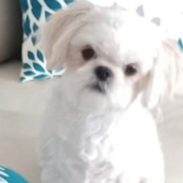Ellie - Shih Tzu