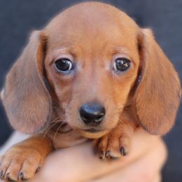 Cassandra - Red female Dachshund puppy in Azle, Texas from American Dachshunds