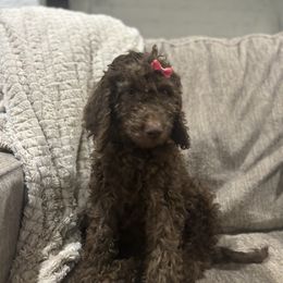 Raven - Chocolate female Goldendoodle puppy in Arlington, Texas from Chambers Doodle Patch