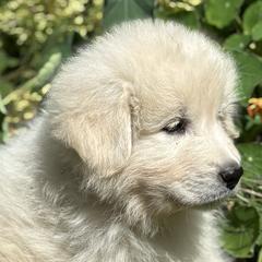 Maremma Sheepdogs from Wild at Farm