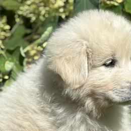 Maremma Sheepdogs from Wild at Farm
