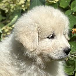 Maremma Sheepdogs from Wild at Farm
