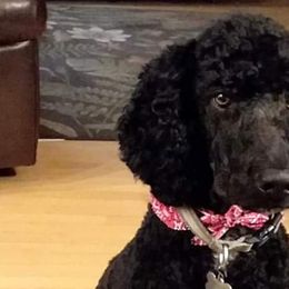 Poodles from Sharon’s Poodles