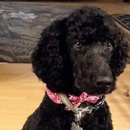 Poodles from Sharon’s Poodles