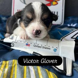 Boy 1 - Black and white male American Corgi puppy in Cocoa, Florida from Cascadian Space Coast Corgis LLC