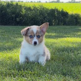 Coral - Blue merle and white female American Corgi puppy in Bloomfield, Iowa from Seven B Corgis & Doxies