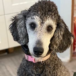 Harper - Poodle