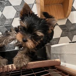Boy 2 - male Yorkshire Terrier puppy in Palm Bay, Florida from Bricriu Kennels, Reg.