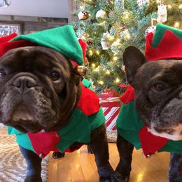 French Bulldog All Grown Up from Kennel Concharty