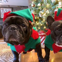 French Bulldog All Grown Up from Kennel Concharty