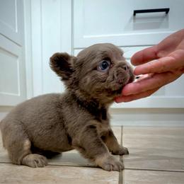 Axel - Tricolors male French Bulldog puppy in San Diego, California from Hlop Frenchies LLC