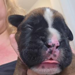 Moose - Fawn male Boxer puppy in Evans, Georgia from Kimberly's Boxers