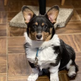 Poppy - Pembroke Welsh Corgi
