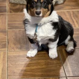 Poppy - Pembroke Welsh Corgi
