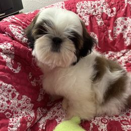 Green toy male - Red and white male Shih Tzu puppy in Redmond, Oregon from Jazzie Shih Tzu