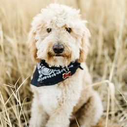 Georgia - Goldendoodle