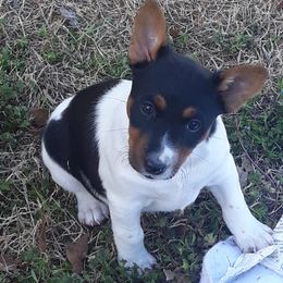 Rat Terrier puppies from AdamsAcres Rat Terriers