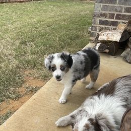 Miniature Australian Shepherd Puppies from Rebel Creek Mini Aussies